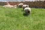 PICTURES/Fortress Louisbourg/t_Sheep3.JPG